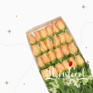Caja con 24 Rosas Salmón
